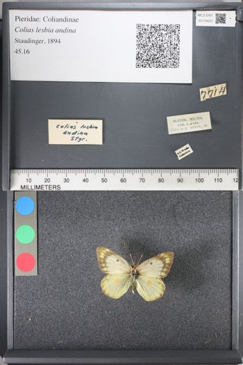 Media type: image;   Entomology 124620
